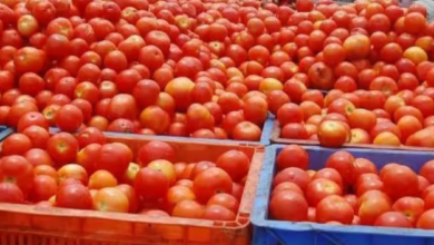 Photo of कनाडा, ऑस्ट्रेलिया और अरब देश भी चखेंगे पंजाब के टमाटर का स्वाद
